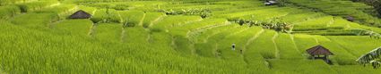 Rice Terraces - Bali (PBH4 00 16639)